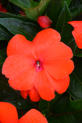 Sonic Scarlet New Guinea Impatiens (Impatiens 'Sonic Scarlet') at A Very Successful Garden Center