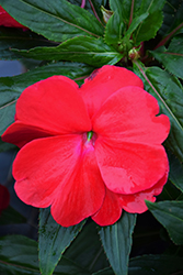 Sonic Red New Guinea Impatiens (Impatiens 'Sonic Red') at Lakeshore Garden Centres