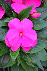 Sonic Lilac New Guinea Impatiens (Impatiens 'Sonic Lilac') at A Very Successful Garden Center