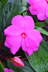 Sonic Amethyst New Guinea Impatiens (Impatiens 'Sonic Amethyst') at A Very Successful Garden Center