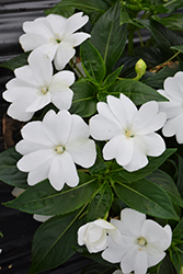 Florific White New Guinea Impatiens (Impatiens hawkeri 'Florific White') at Lakeshore Garden Centres