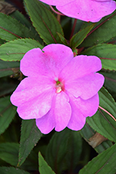 Florific Lavender New Guinea Impatiens (Impatiens hawkeri 'Florific Lavender') at Lakeshore Garden Centres