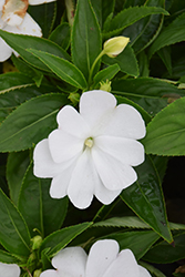 Divine White New Guinea Impatiens (Impatiens hawkeri 'Divine White') at A Very Successful Garden Center