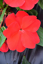 Divine Red New Guinea Impatiens (Impatiens hawkeri 'Divine Red') at A Very Successful Garden Center
