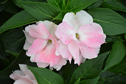 Wild Romance Blush Pink New Guinea Impatiens (Impatiens 'Wild Romance Blush Pink') at Lakeshore Garden Centres