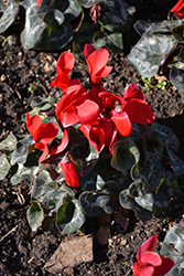 Smartiz Bright Red Cyclamen (Cyclamen 'Smartiz Bright Red') at A Very Successful Garden Center