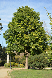 Illawarra Flame Tree (Brachychiton acerifolius) at Lakeshore Garden Centres