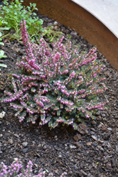 Mediterranean Pink Heath (Erica x darleyensis 'Mediterranean Pink') at Lakeshore Garden Centres