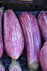 Listada de Gandia Eggplant (Solanum melongena 'Listada de Gandia') at A Very Successful Garden Center