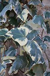 Variegated Persian Ivy (Hedera colchica 'Dentata Variegata') at A Very Successful Garden Center