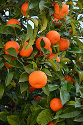 Valencia Orange (Citrus sinensis 'Valencia') at A Very Successful Garden Center