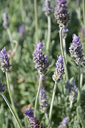 Gray Leaved French Lavender (Lavandula dentata var. candicans) at A Very Successful Garden Center
