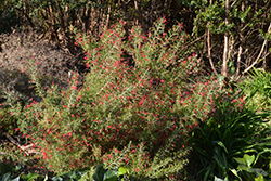 Wilson's Grevillea (Grevillea wilsonii) at Lakeshore Garden Centres
