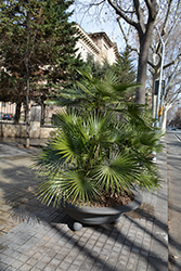 Mediterranean Fan Palm (Chamaerops humilis) at A Very Successful Garden Center