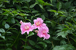 Pink Trumpet Vine (Podranea ricasoliana) at A Very Successful Garden Center