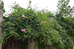 Pink Trumpet Vine (Podranea ricasoliana) at A Very Successful Garden Center