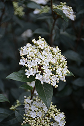 French White Viburnum (Viburnum tinus 'French White') at Lakeshore Garden Centres