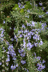 Trailing Rosemary (Rosmarinus officinalis 'Prostratus') at A Very Successful Garden Center