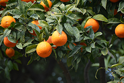 Bitter Orange (Citrus aurantium) at A Very Successful Garden Center