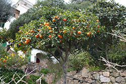 Bitter Orange (Citrus aurantium) at Lakeshore Garden Centres