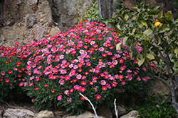 Aramis Fire Marguerite Daisy (Argyranthemum frutescens 'Aramis Fire') at A Very Successful Garden Center