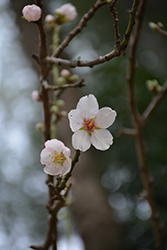 Almond (Prunus dulcis) at A Very Successful Garden Center