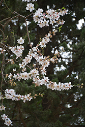 Almond (Prunus dulcis) at A Very Successful Garden Center