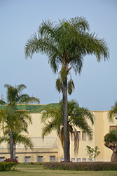 Foxtail Palm (Wodyetia bifurcata) at A Very Successful Garden Center