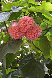 Pink Ball Tree (Dombeya wallichii) at A Very Successful Garden Center