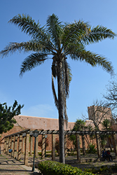 Queen Palm (Syagrus romanzoffiana) at Lakeshore Garden Centres