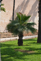 Desert Fan Palm (Washingtonia filifera) at A Very Successful Garden Center