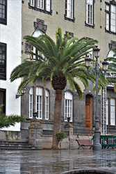 Canary Island Date Palm (Phoenix canariensis) at Stonegate Gardens