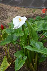 Calla Lily (Zantedeschia aethiopica) at Lakeshore Garden Centres