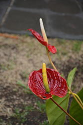 Calore Anthurium (Anthurium 'Calore') at A Very Successful Garden Center