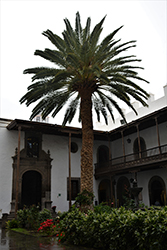 Canary Island Date Palm (Phoenix canariensis) at Stonegate Gardens