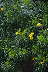 Yellow Oleander (Thevetia peruviana) at A Very Successful Garden Center