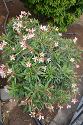Sofia Oleander (Nerium 'Sofia') at A Very Successful Garden Center