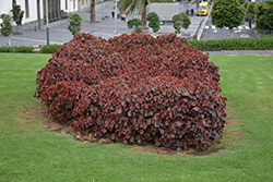 Obovata Copperleaf (Acalypha wilkesiana 'Obovata') at Stonegate Gardens