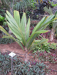 Pelagodoxa Palm (Pelagodoxa henryana) at A Very Successful Garden Center