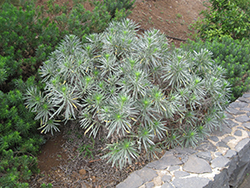 Taginaste de Anaga (Echium leucophaeum) at Stonegate Gardens