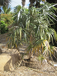 Blue Silver Palm (Coccothrinax macroglossa) at Stonegate Gardens