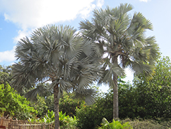 Bismarck Palm (Bismarckia nobilis) at Lakeshore Garden Centres