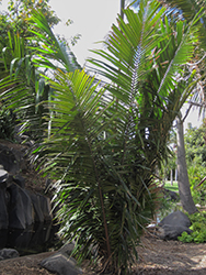 Chivila Palm (Attalea colenda) at A Very Successful Garden Center