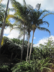 Kajewskia Palm (Veitchia spiralis) at A Very Successful Garden Center