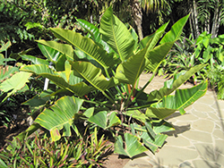 Philodendron davidsonii (Philodendron davidsonii) at A Very Successful Garden Center