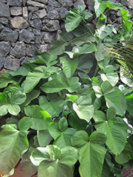Arrowhead Vine (Syngonium chiapense) at A Very Successful Garden Center