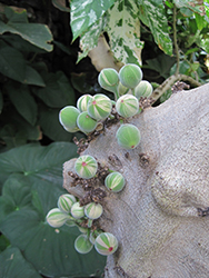 Florida Strangler Fig (Ficus aspera 'Parcelli') at A Very Successful Garden Center