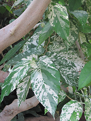 Florida Strangler Fig (Ficus aspera 'Parcelli') at A Very Successful Garden Center