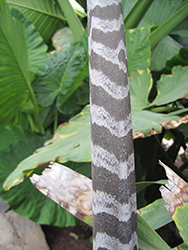 Zebra Fishtail Palm (Caryota zebrina) at A Very Successful Garden Center