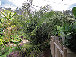 Philippine Sugar Palm (Arenga tremula) at Stonegate Gardens